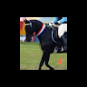 Meet your Posher, Lizzie